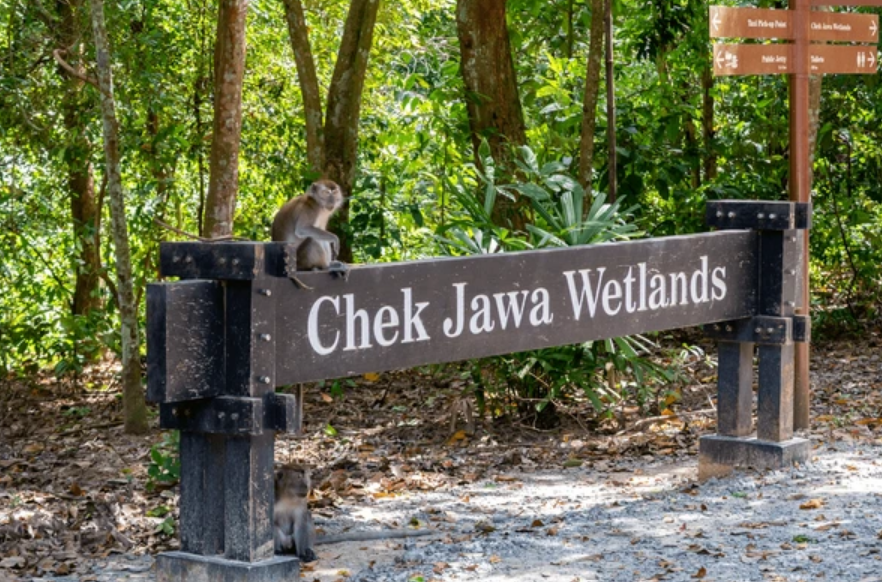 √ Chek Jawa Wetlands Singapore: Complete Guide for Nature Lovers
