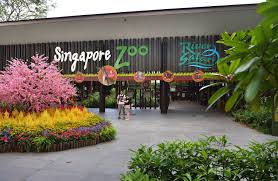 Singapore Zoo & Night Safari – Ultimate Wildlife Adventure in Singapore