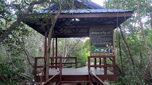 Mangrove Boardwalk & Bird Watching Tower: Exploring Pasir Ris Park’s Hidden Gem